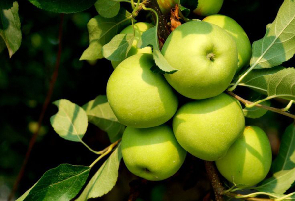 Яблоня Грин Стар – описание и характеристики скороплодного сорта